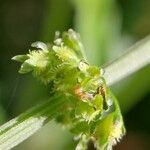 Rumex nepalensis Blüte