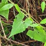 Mikania scandens Leaf