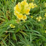 Linaria angustissimaFlower