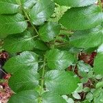 Angelica sylvestris Leaf