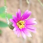 Onoseris alata Flower
