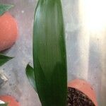 Guzmania spp. ഇല