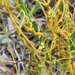 Cassytha filiformis Blüte