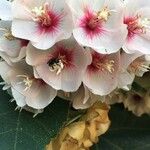 Dombeya burgessiae Цвят