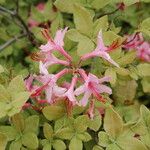 Rhododendron canescens Flower