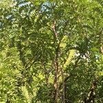 Cassia abbreviata عادت داشتن