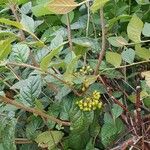 Cotoneaster bullatus Blatt