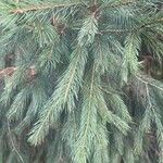 Picea smithiana Leaf