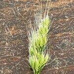 Cynosurus echinatus Fula