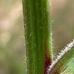 Picris hieracioides Rhisgl
