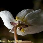 Ranunculus ololeucos Flors