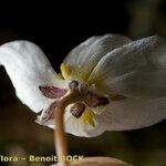 Ranunculus ololeucos Flor