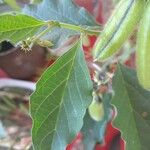 Crotalaria verrucosa Frunză