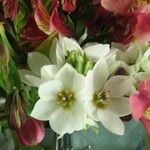 Ornithogalum thyrsoides Flower