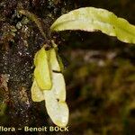 Elaphoglossum hirtum Fruit