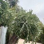 Cussonia paniculata Blatt