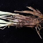 Carex esenbeckii Облик