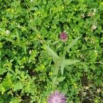 Centaurea nigrescens Natur