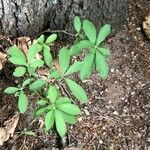 Rhododendron canescens Hoja