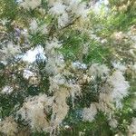 Melaleuca alternifolia Çiçek