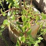 Crassula sarmentosa Leaf