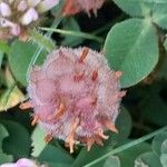 Trifolium fragiferum Fruit