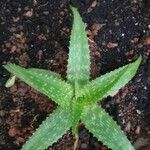 Aloe zebrina 葉