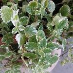 Coleus madagascariensis Leaf