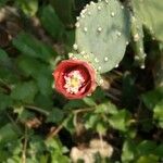 Opuntia tomentosa Květ