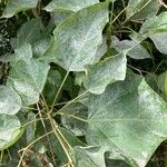Catalpa speciosa Φύλλο