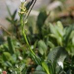 Arabis soyeri Habit