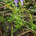 Trichostema dichotomum Floare