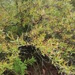 Hakea salicifolia Habitus