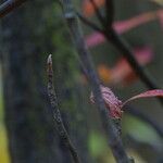 Franklinia alatamaha Bark