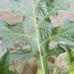 Solanum dasyphyllum Leaf