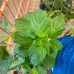 Mentha × piperita Leaf
