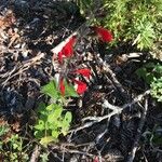 Salvia roemeriana Flor