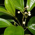 Miconia cooperi Blad