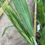 Triticum turgidum subsp. polonicum (L.) Thell.花