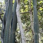 Cereus hildmannianus Habit