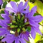 Scaevola aemula Flower