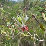 Melaleuca pancheri 葉