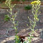 Hieracium racemosum Plante entière