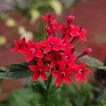 Pentas lanceolata Flower