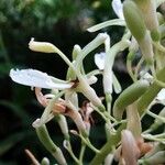 Alpinia galanga Flower