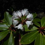 Rhododendron dignabile Λουλούδι