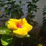 Hibiscus rosa-sinensisFlower