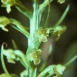 Platanthera flava Blüte