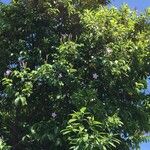 Cryptostegia grandifloraΛουλούδι