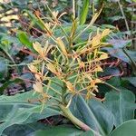 Hedychium gardnerianum Flor